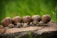 snails-2983235